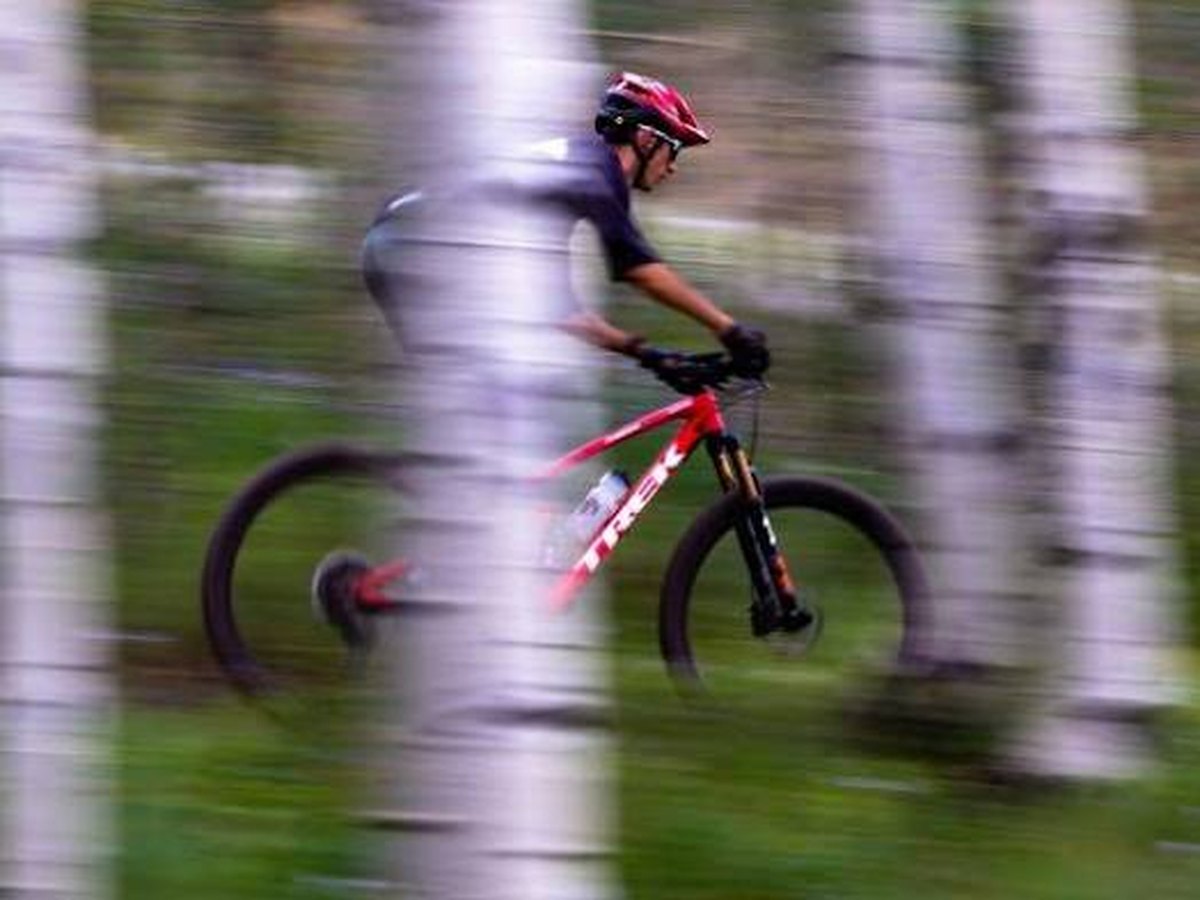 Singletrack through ponderosa pines